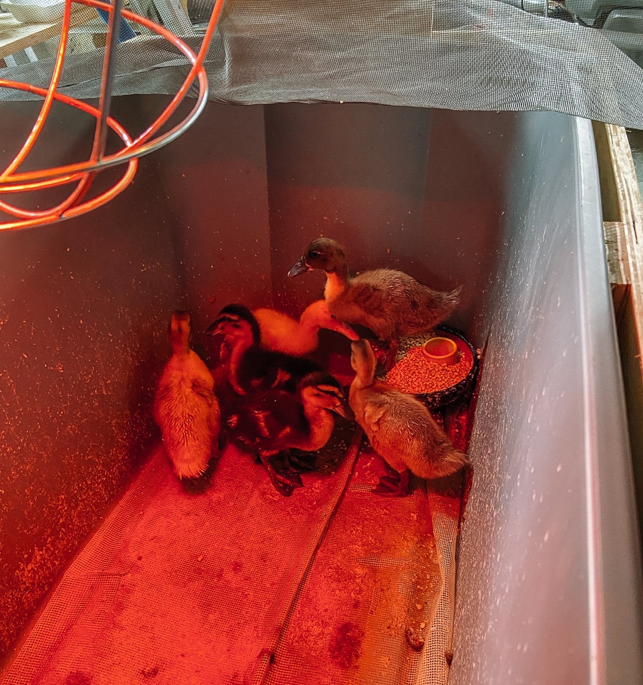 Ducklings in brooder