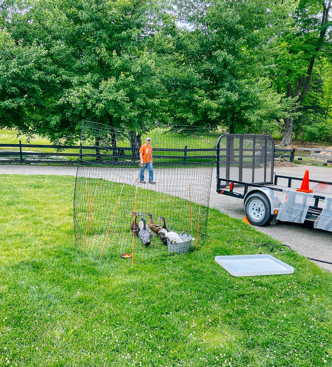 ducklings in outdoor pen