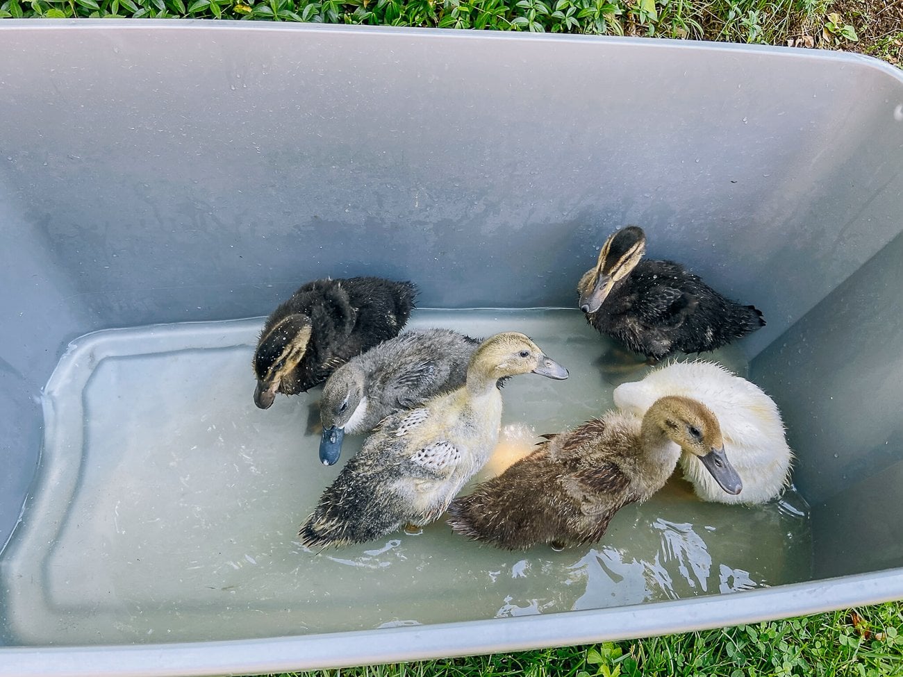 ducklings splashing around in a plastic tote