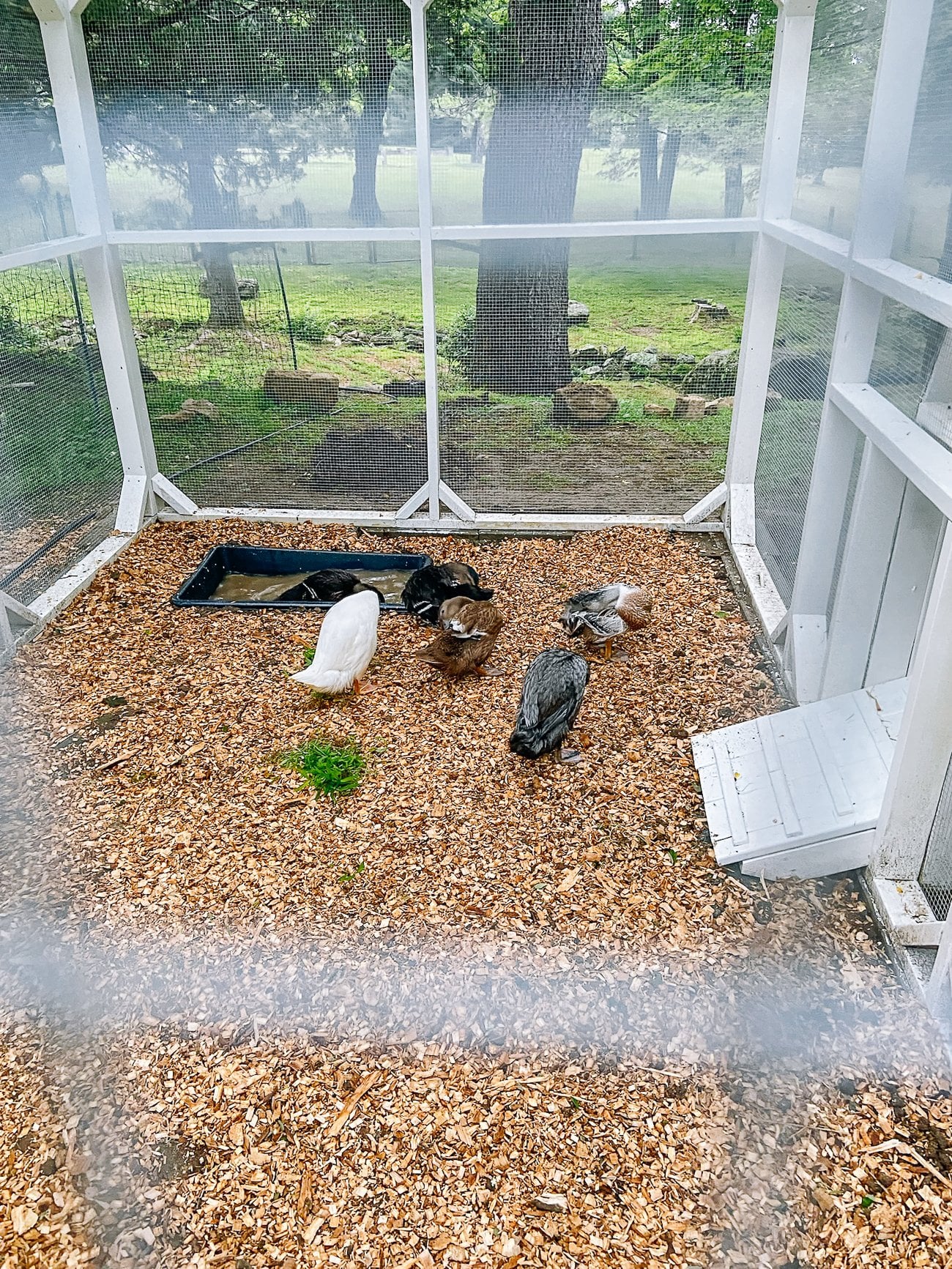 Our Duck Run and Backyard Ducks