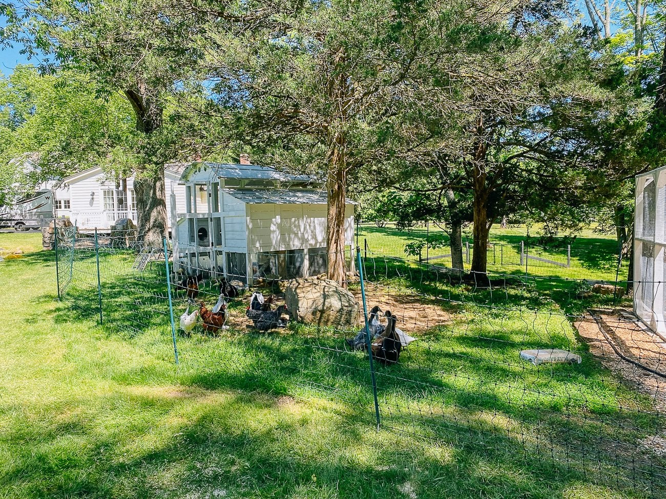 ducks running around with chickens
