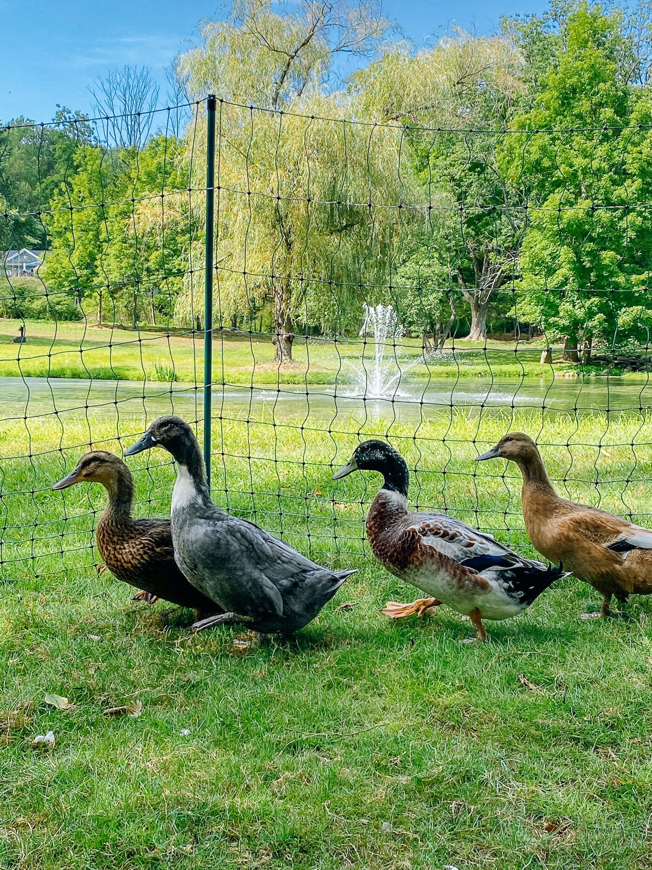 backyard ducks