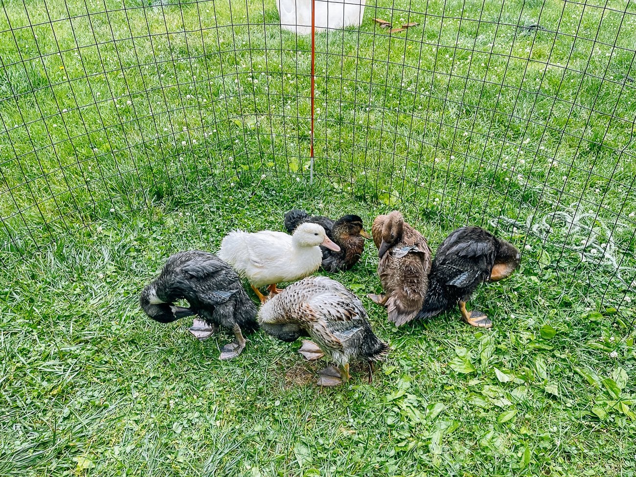 ducklings outside in fenced area