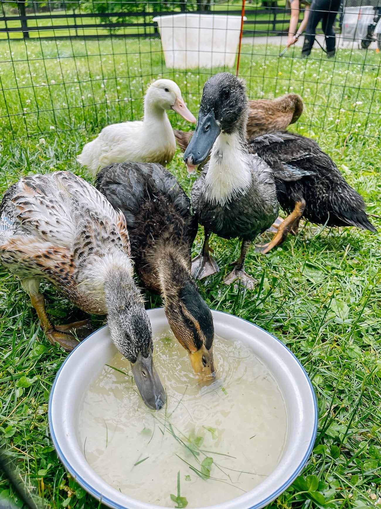 ducklings enjoying weeds in bowl of water