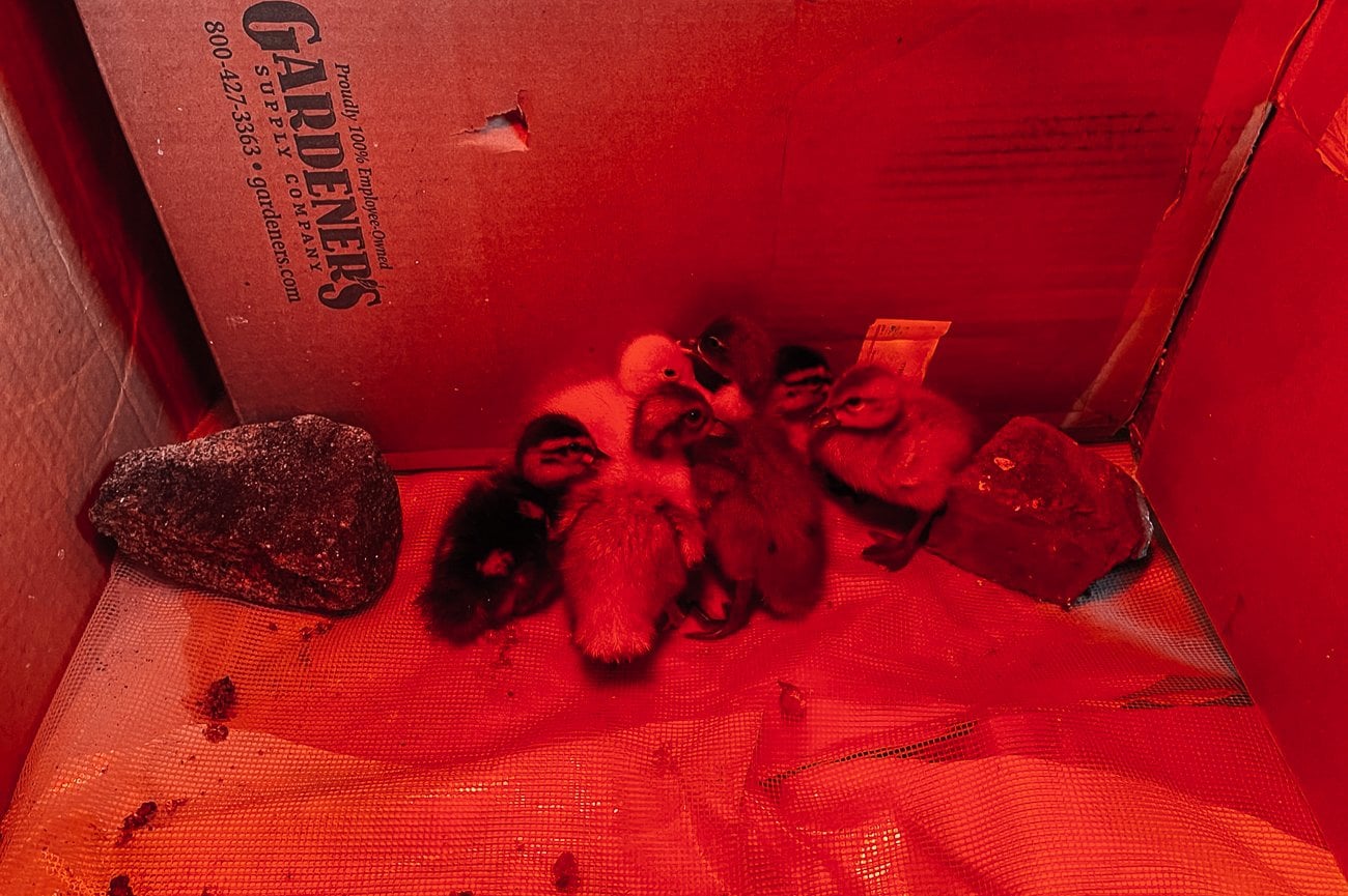 ducklings in brooder