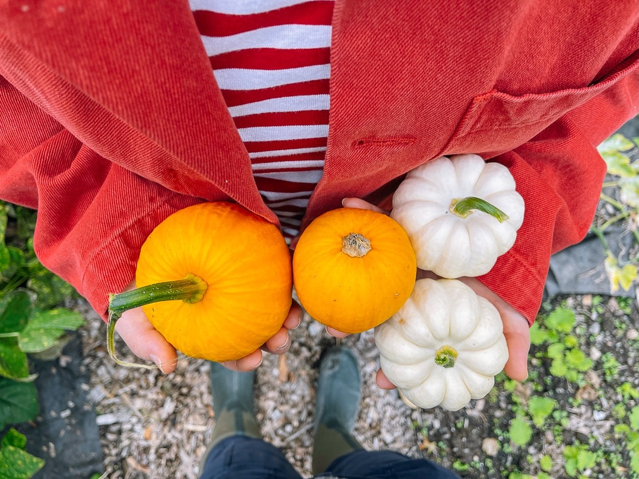 baby orange and white pumpkins
