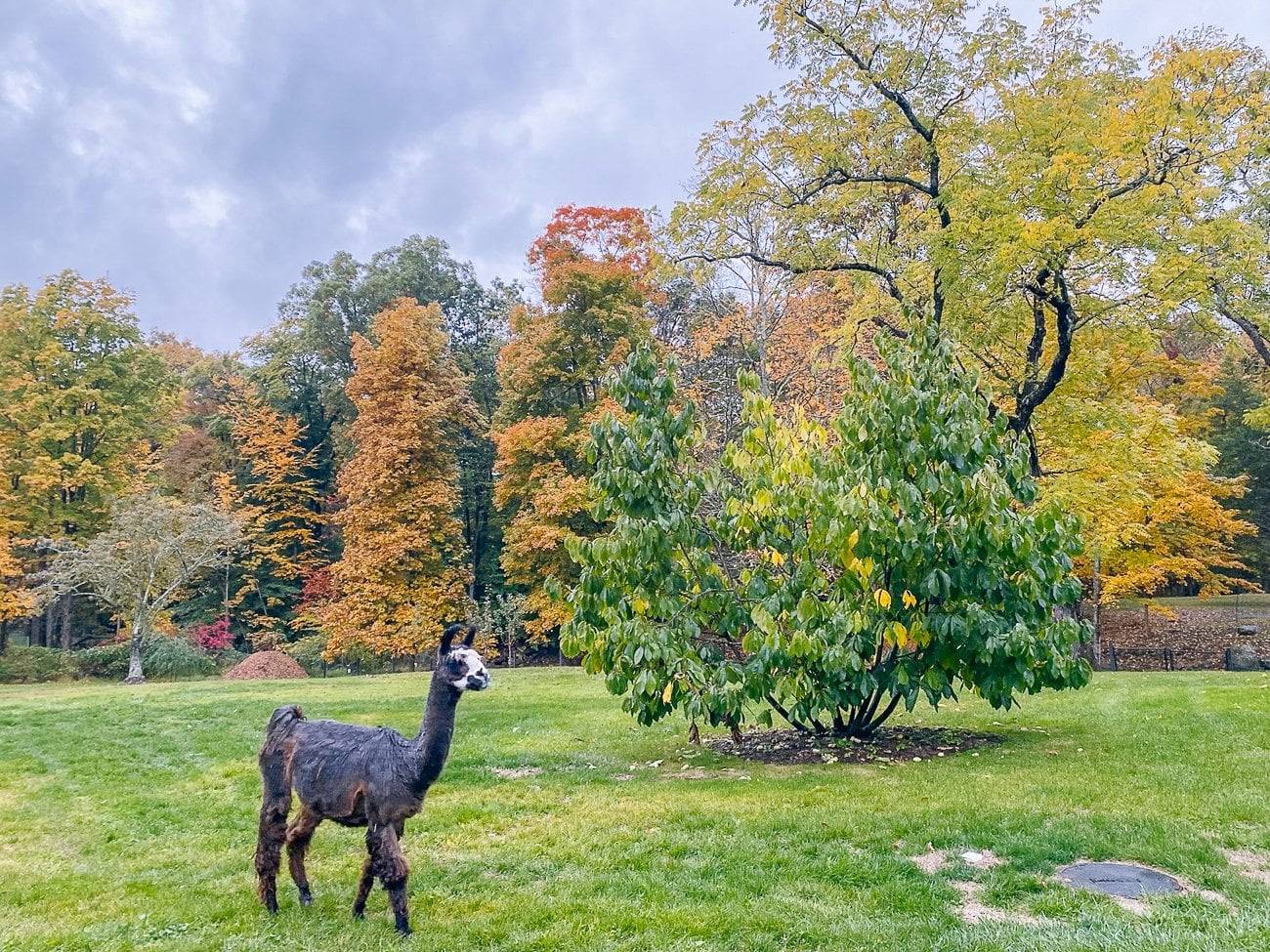 Trooper walking across lawn