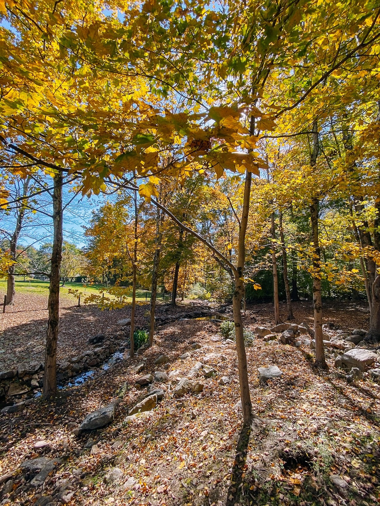 Woodland area in fall