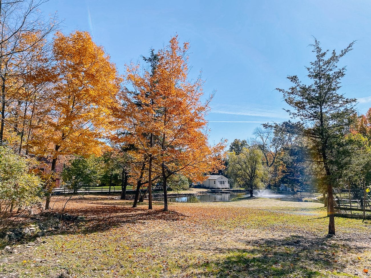 fall leaves around pond