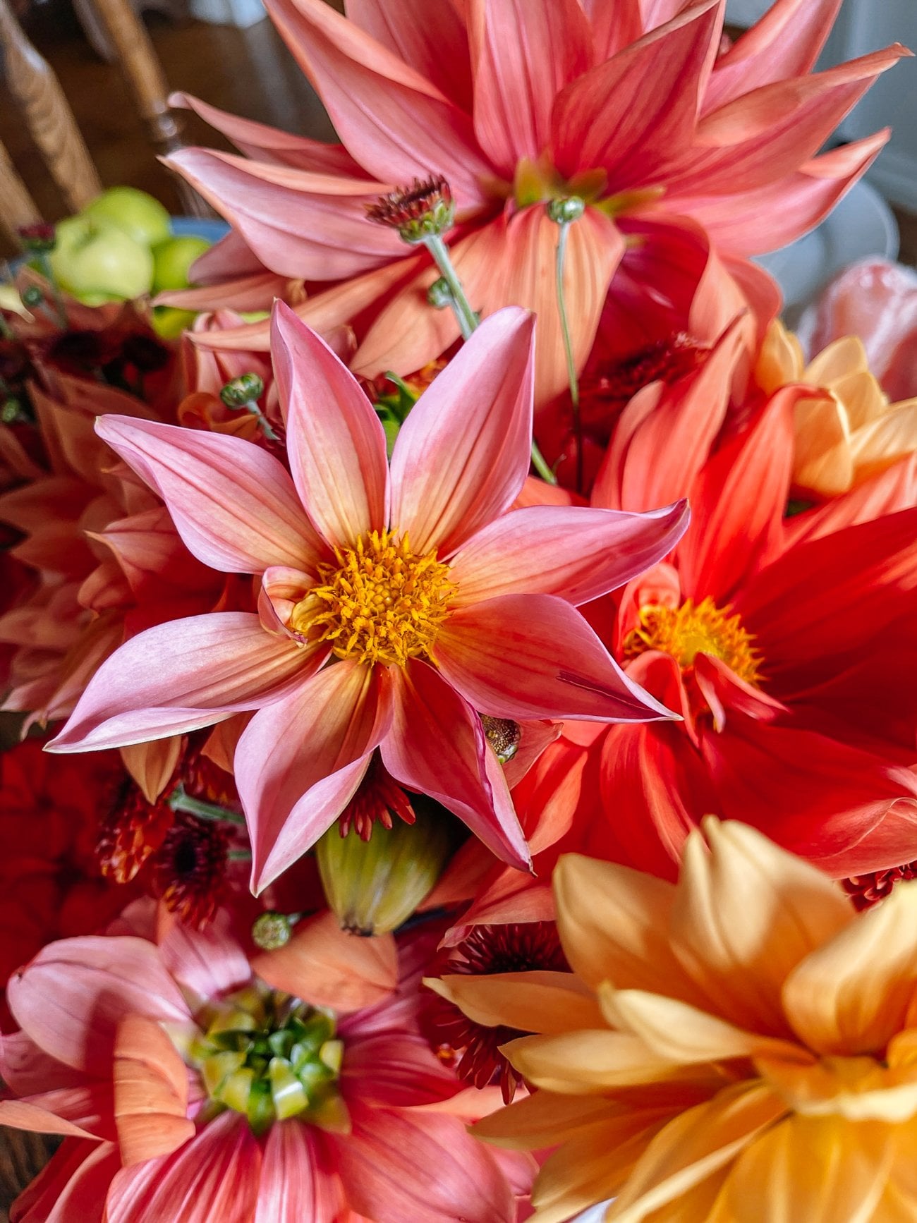 freshly cut pink and orange dahlias