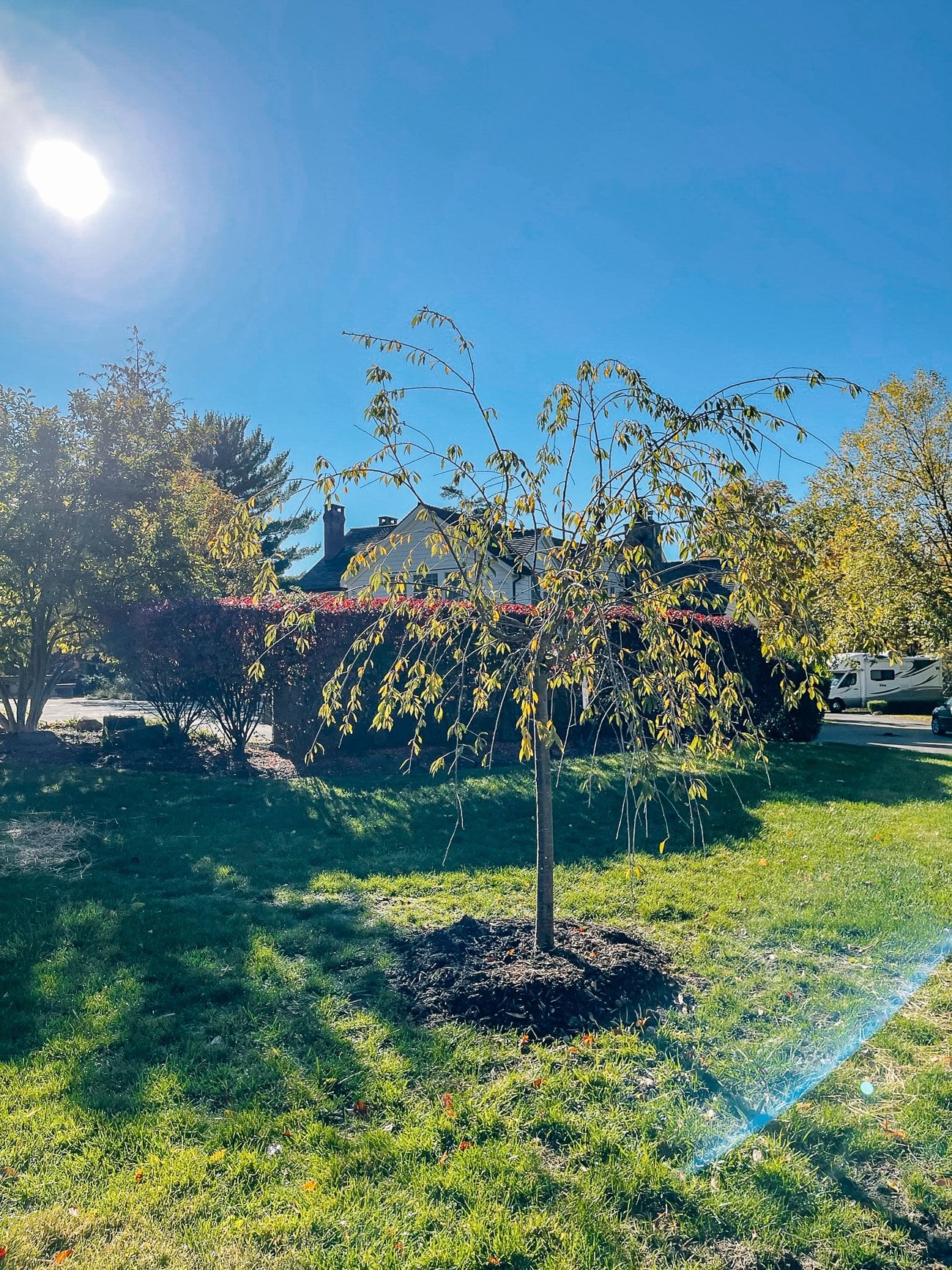 newly planted weeping cherry tree
