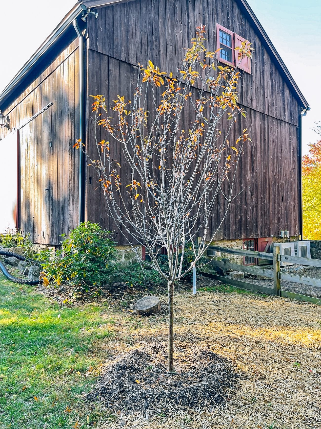 newly planted tree behind barn