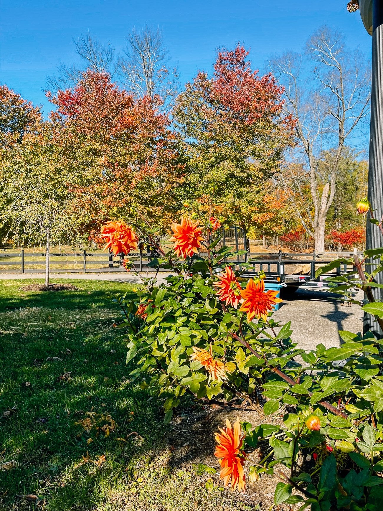 large orange dahlias in bloom