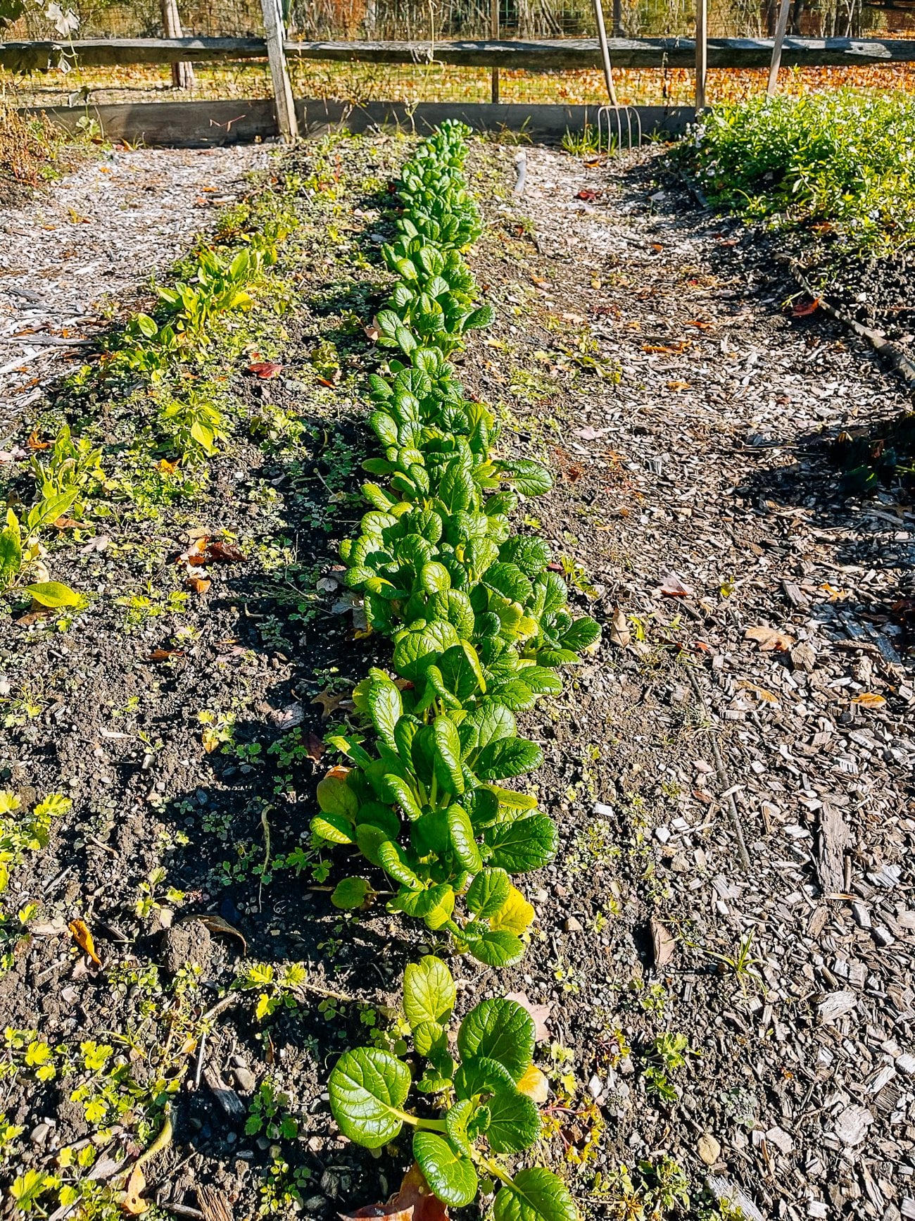 row of tatsoi growing