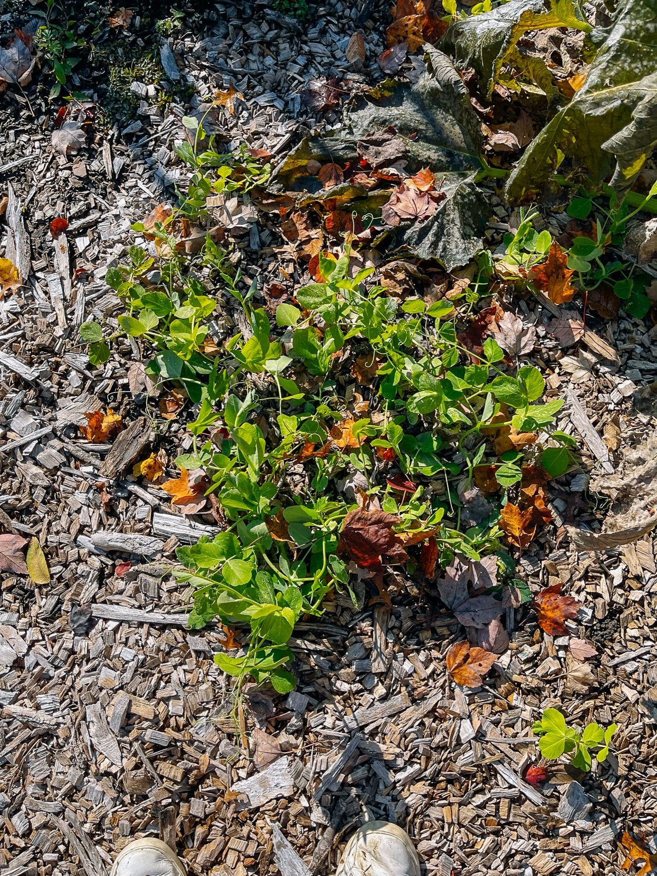 self-seeded pea tips