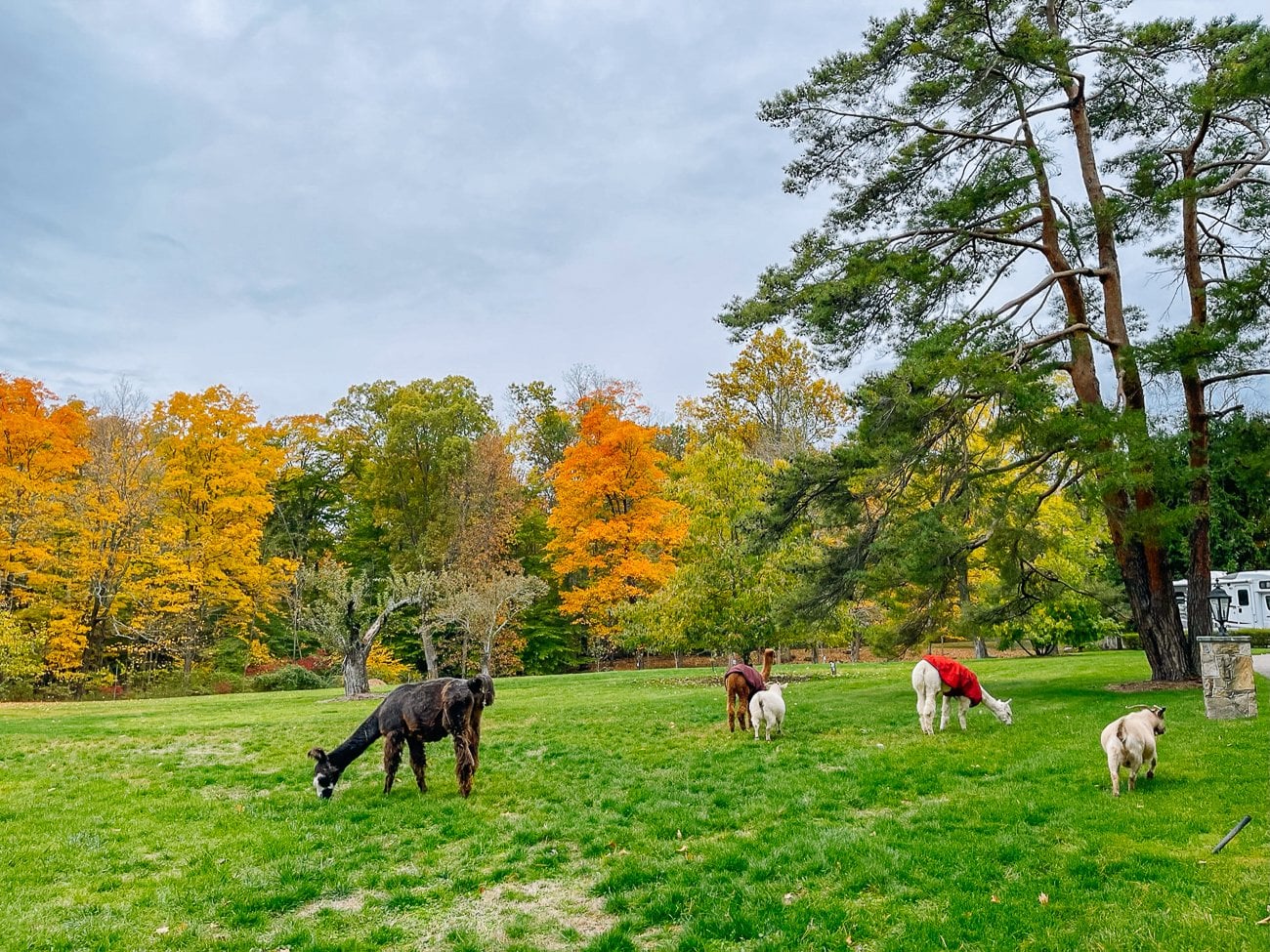 Animals grazing on lawn