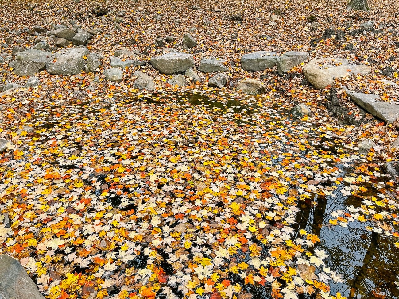 fallen leaves in pond