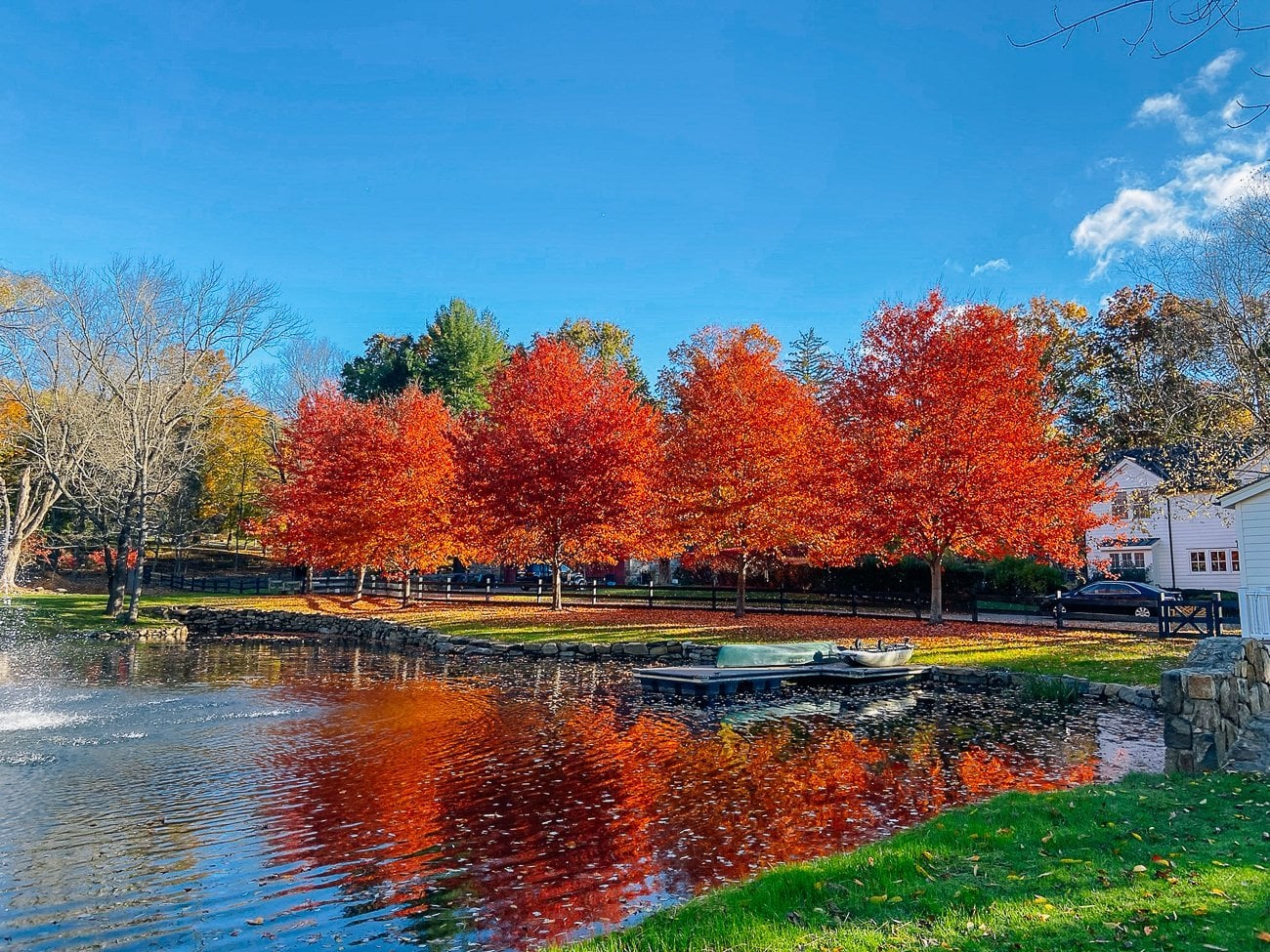 red maples with fall color around pond