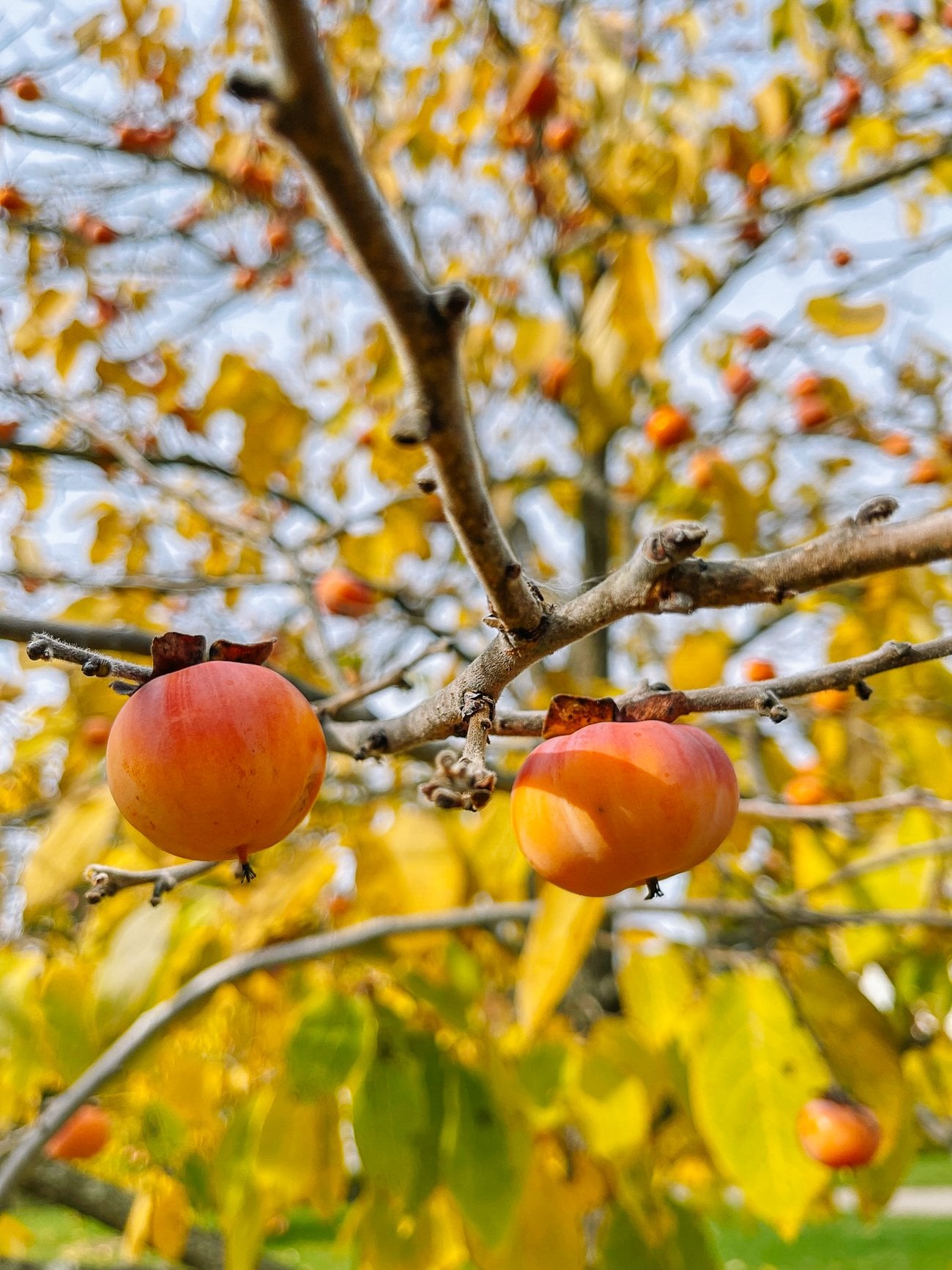 small persimmons on tree
