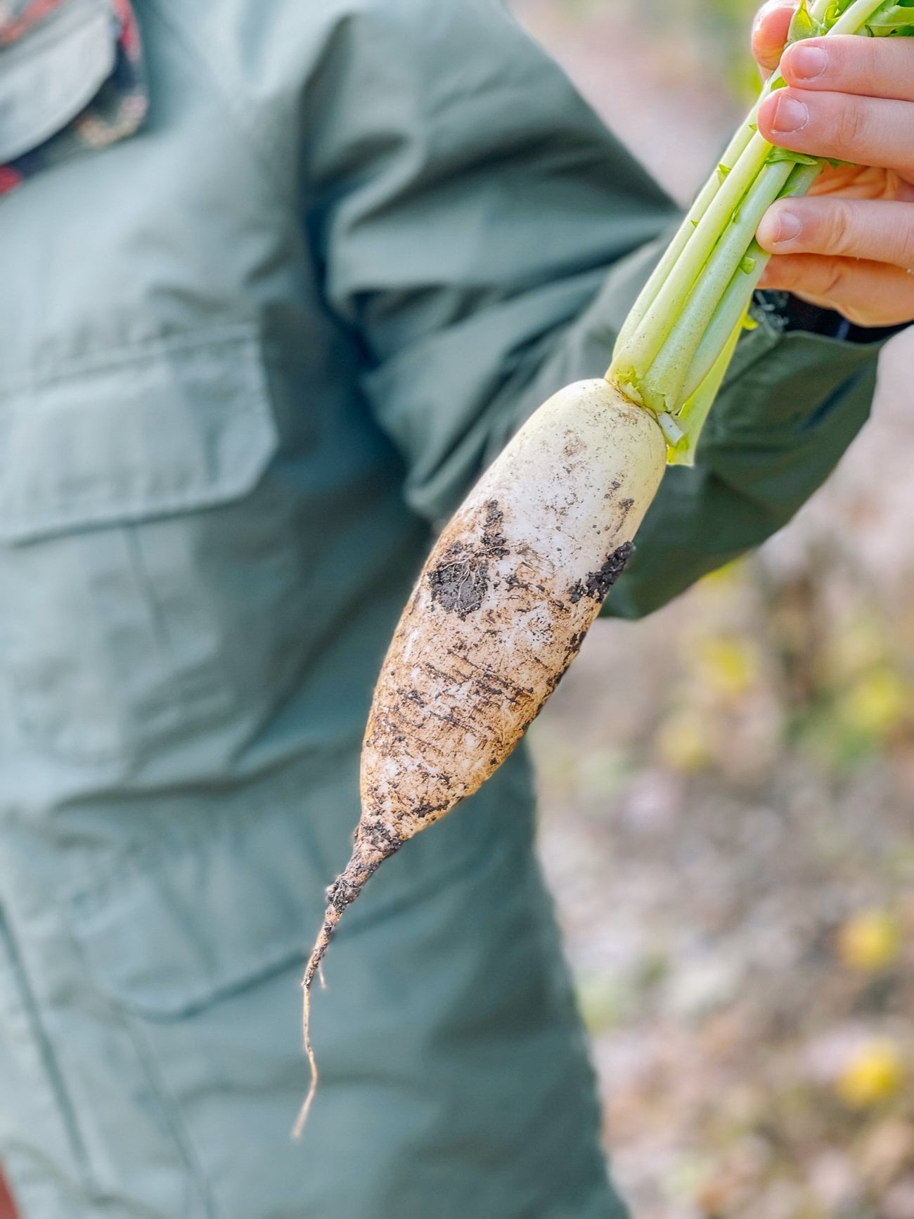 small daikon radish freshly harvested