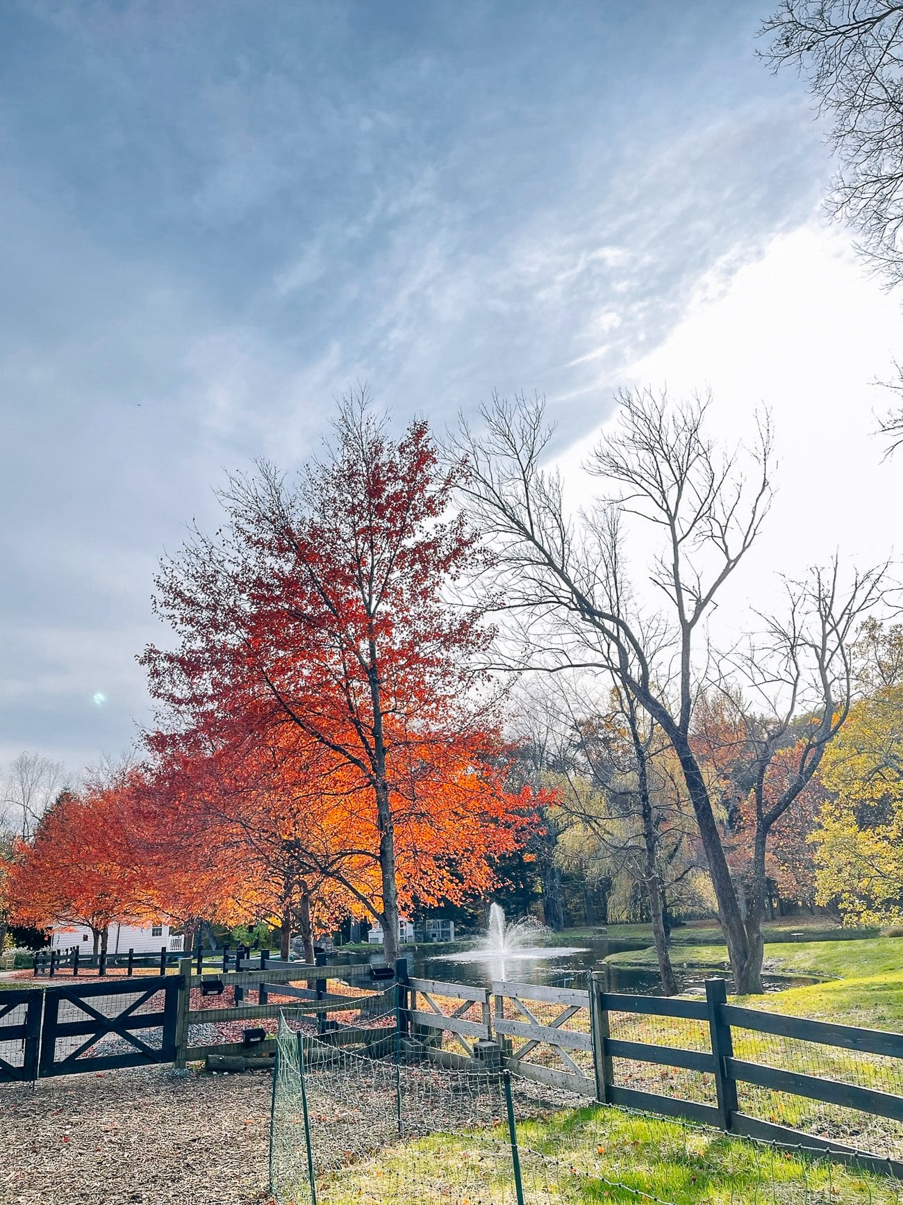 fall foliage next to pond
