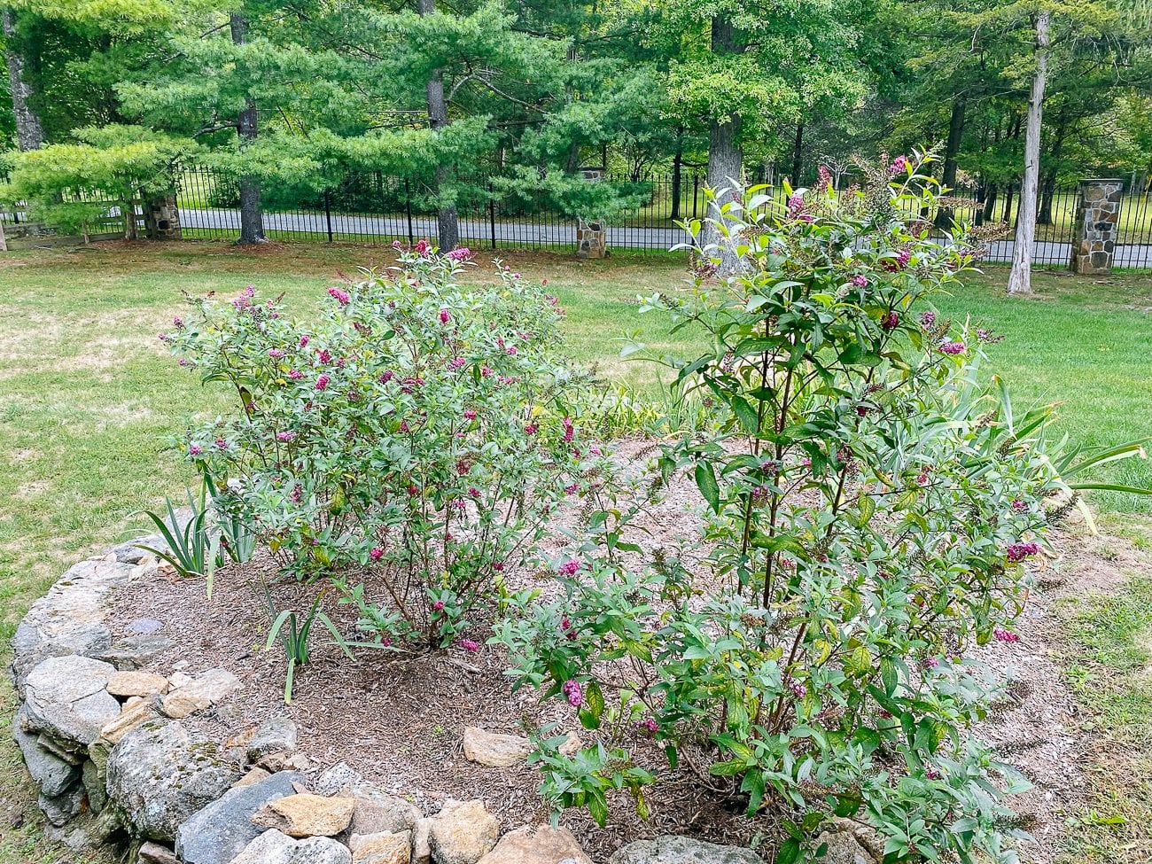 butterfly bushes in flower