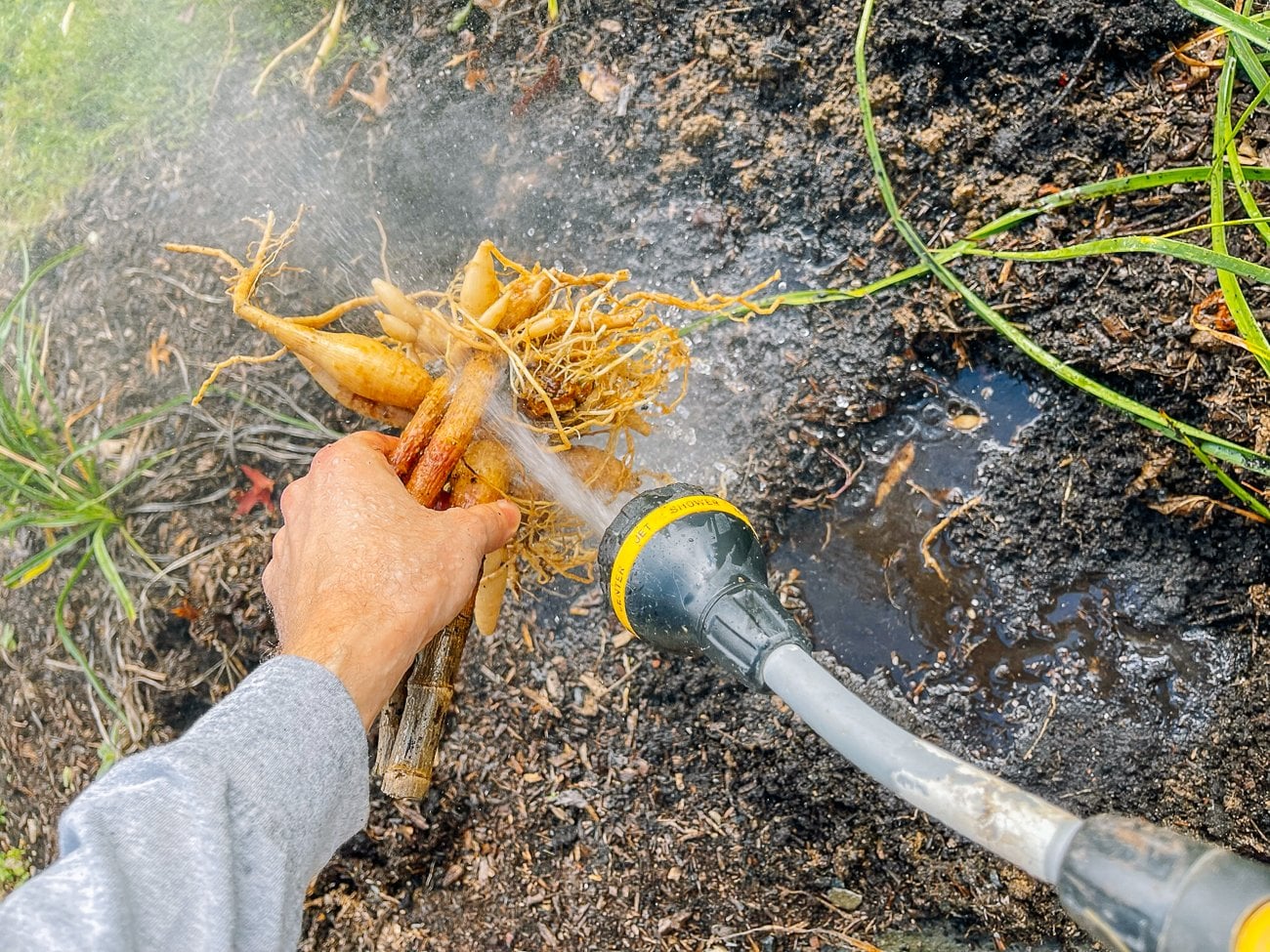 Justin hosing off dahlia tuber