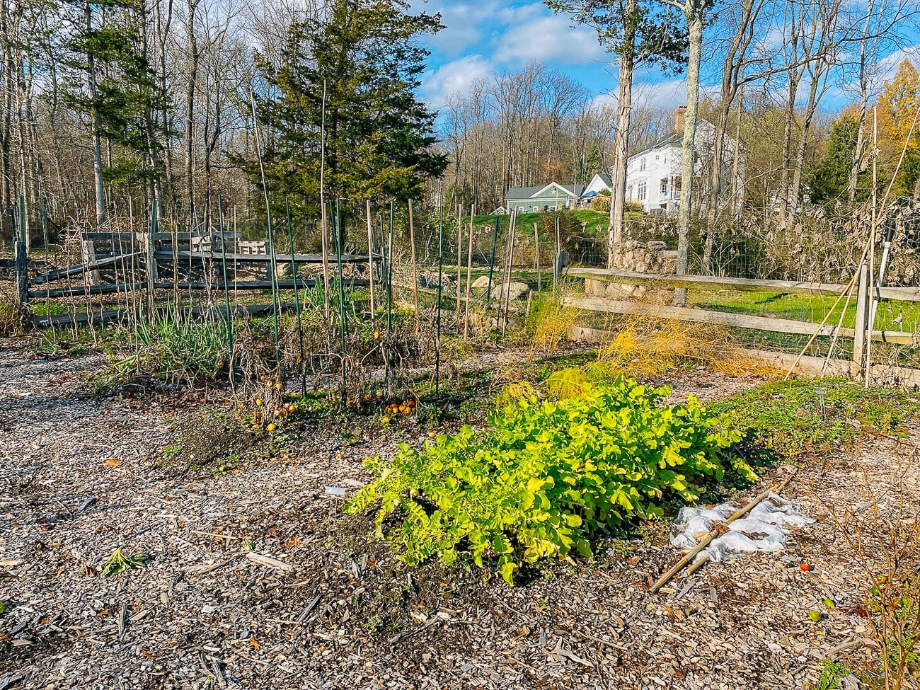daikon radish bed in garden