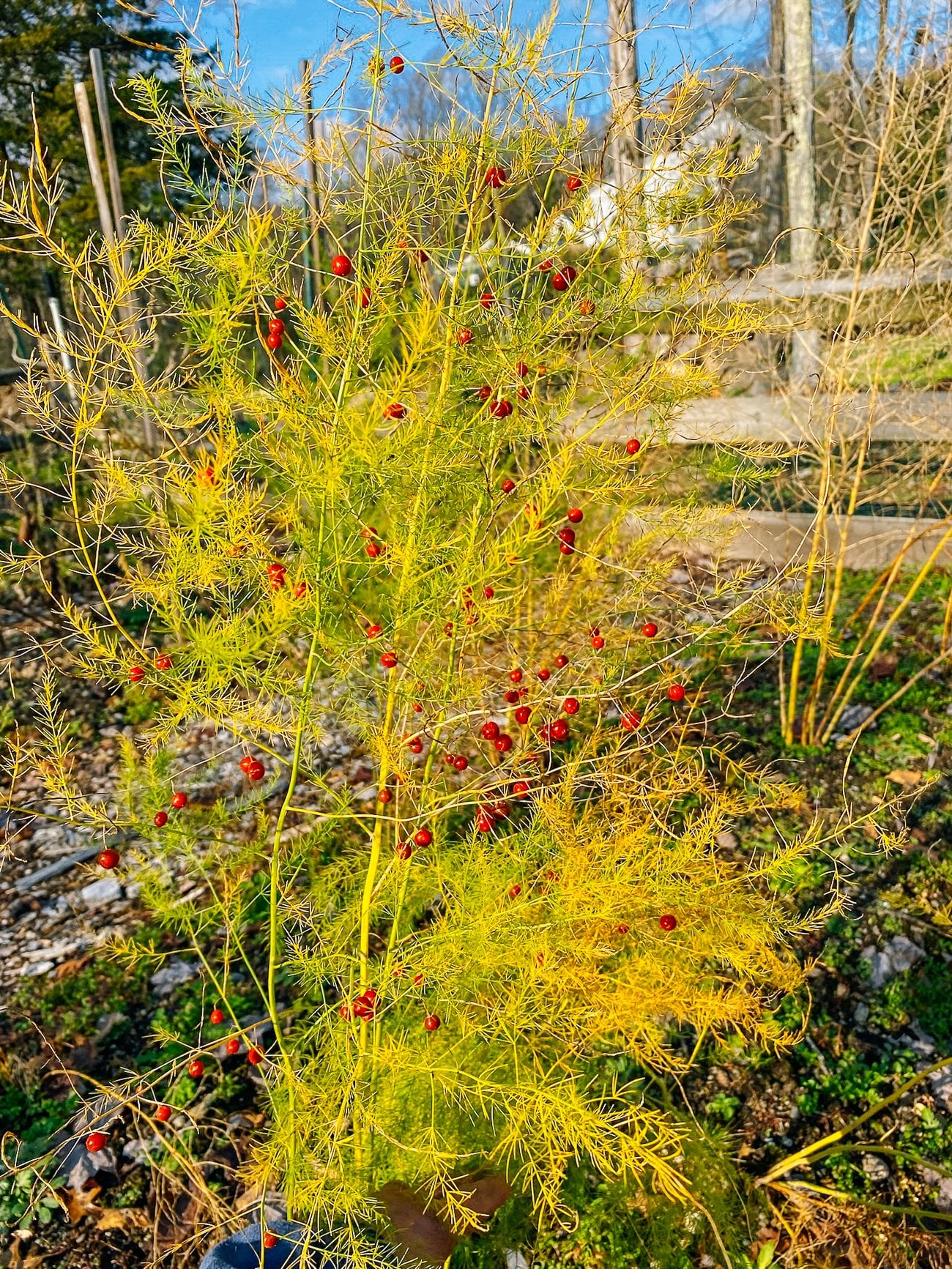 asparagus going to seed