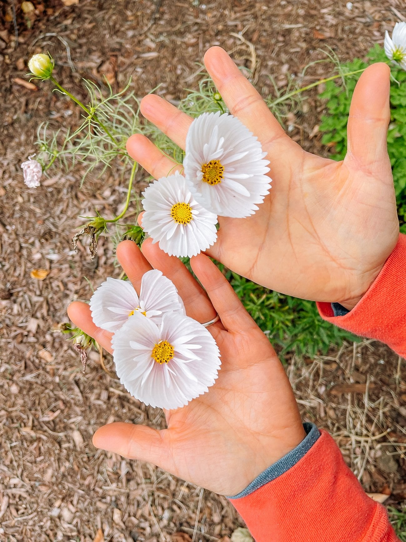 Light pink cosmos blooms