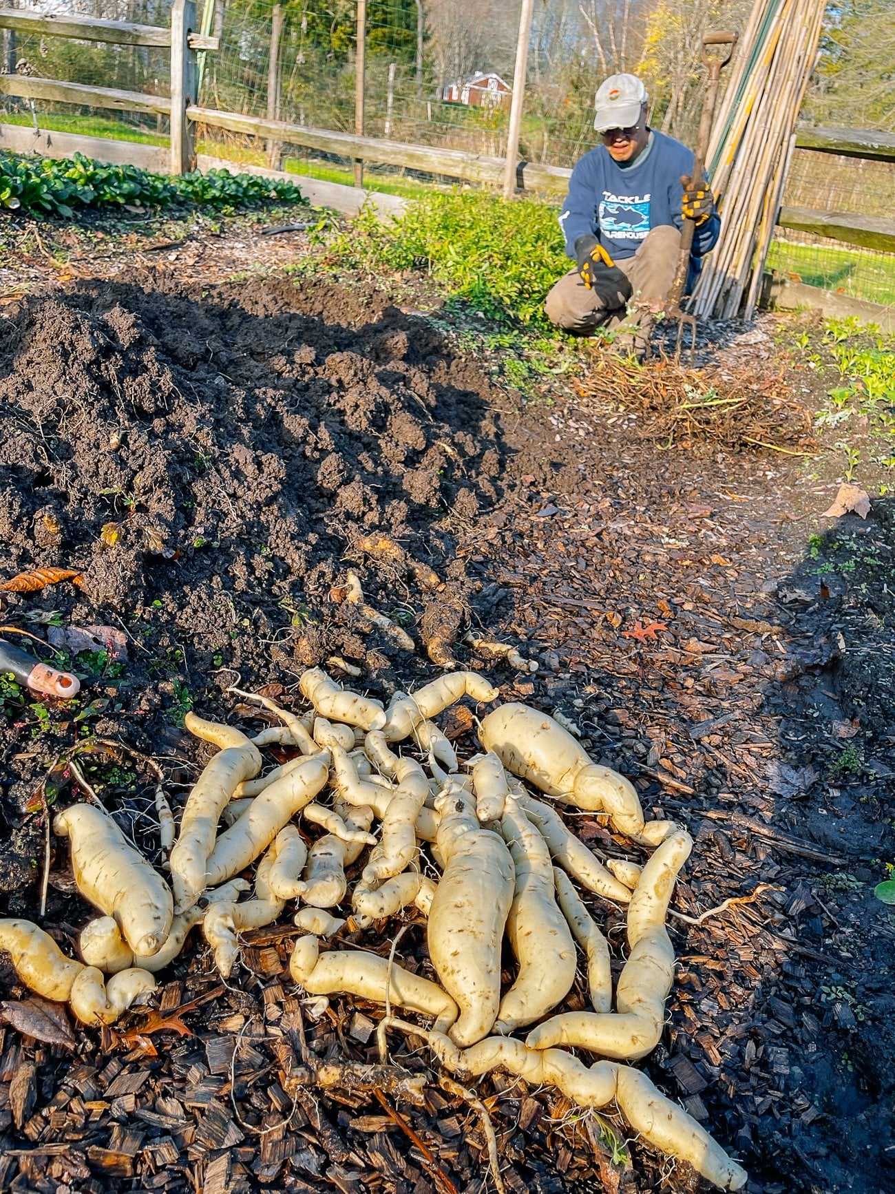 Bill Digging Up Japanese Yams