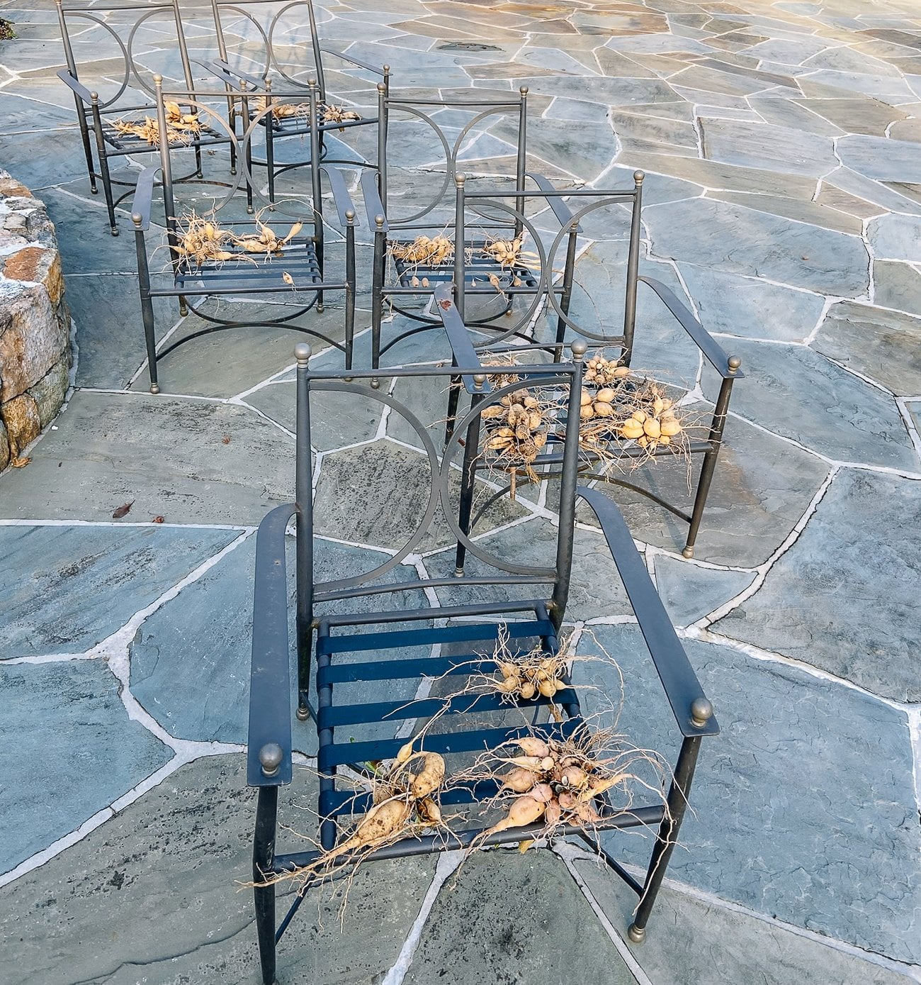 Dahlia tubers drying on patio chairs