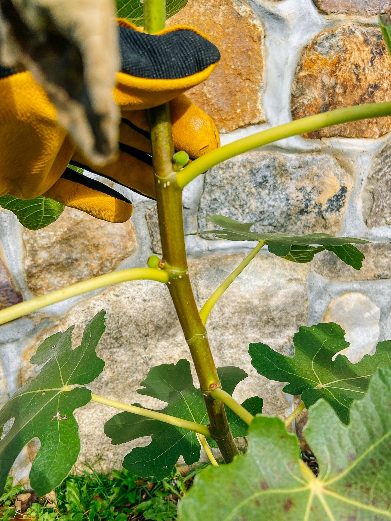 Emerging fig fruits on tree