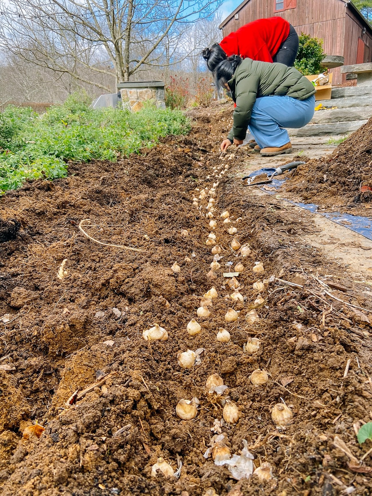 planting spring bulbs