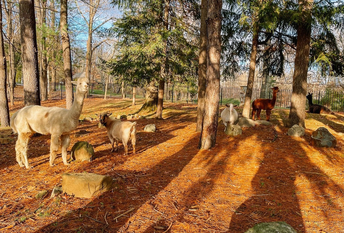 Small herd of alpacas and goats in clearing under pine trees