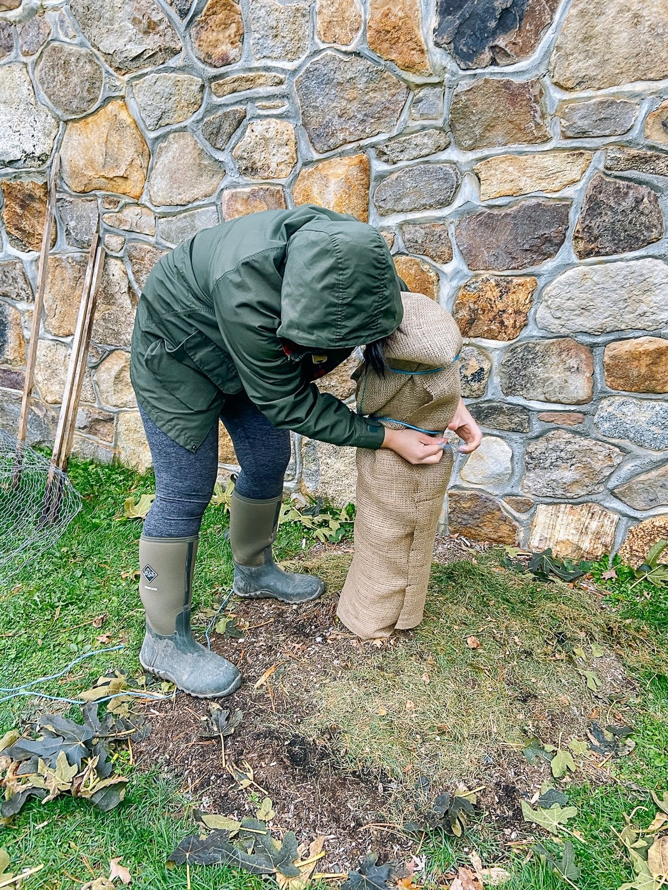 Sarah wrapping fig tree in burlap