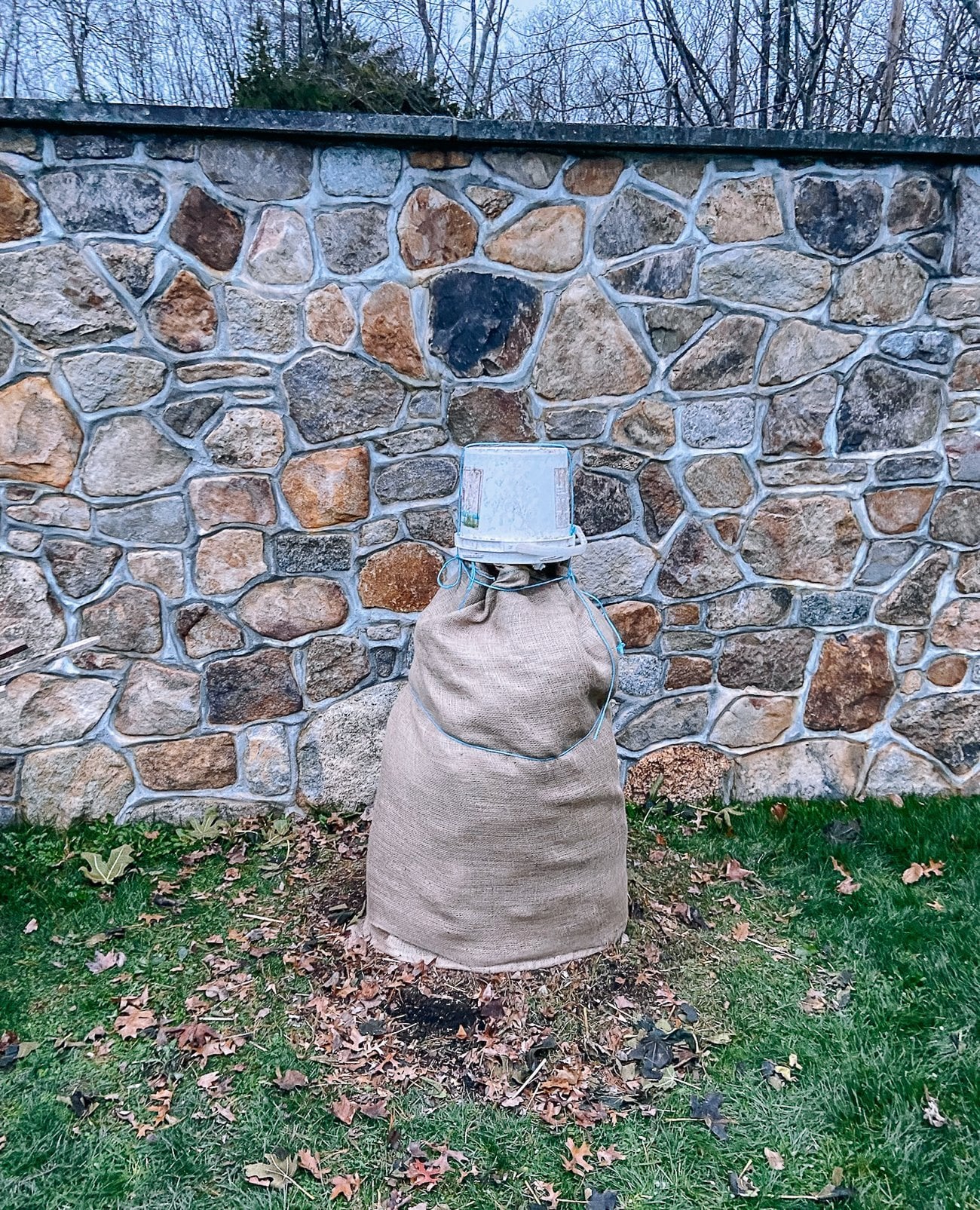 fig tree wrapped for winter