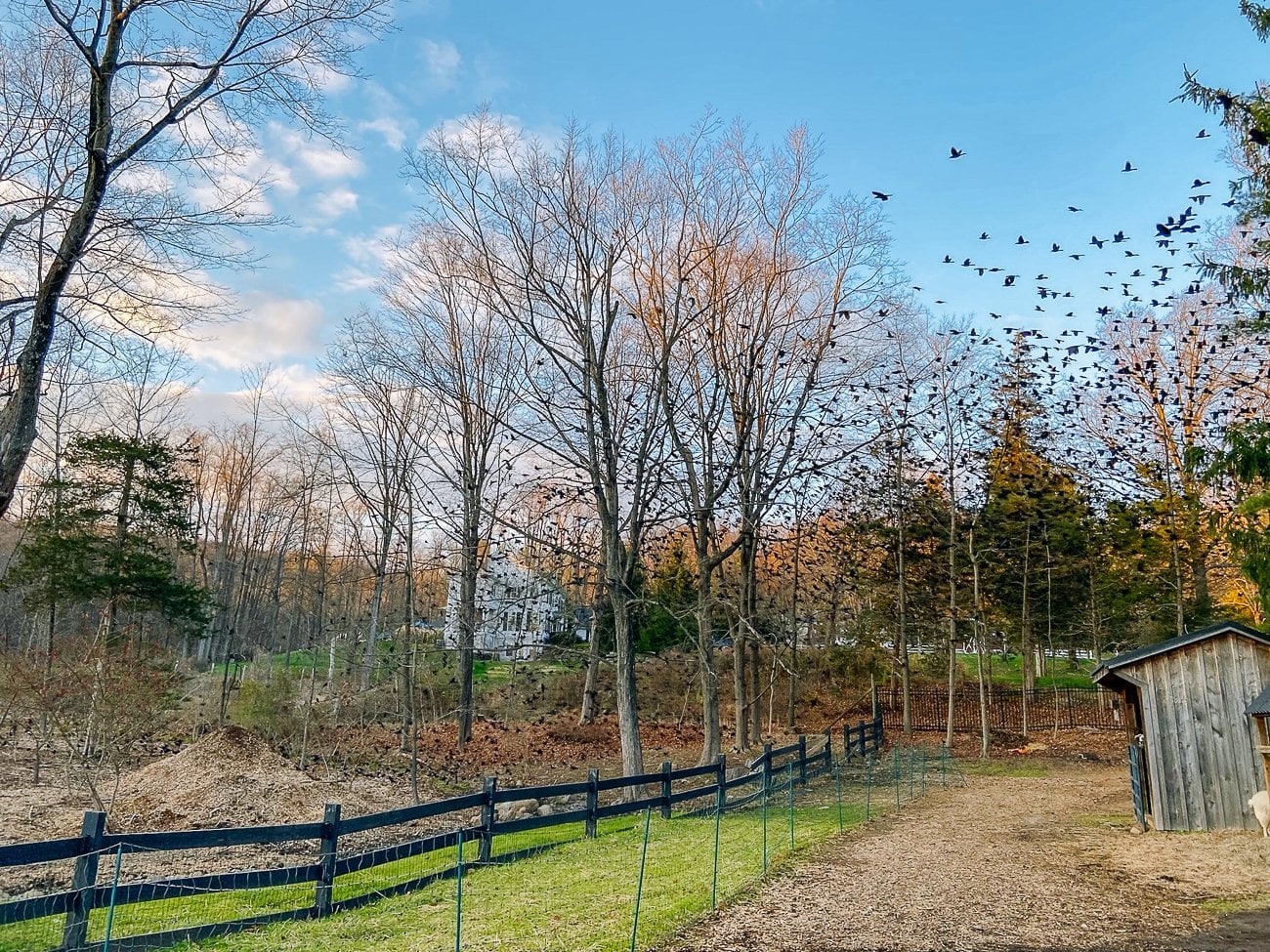 birds flying above trees