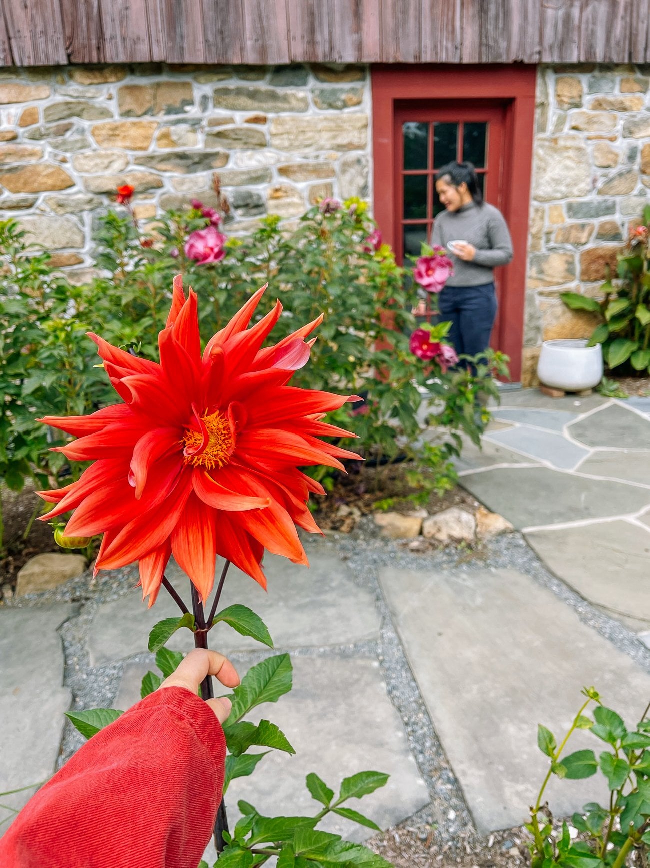 orange dahlia growing