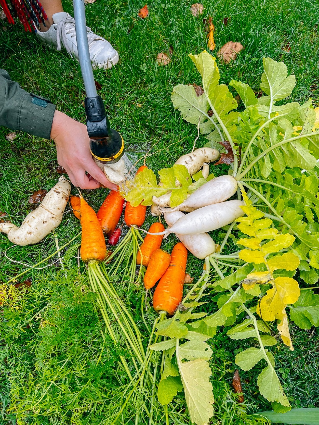 washing freshly harvested produce