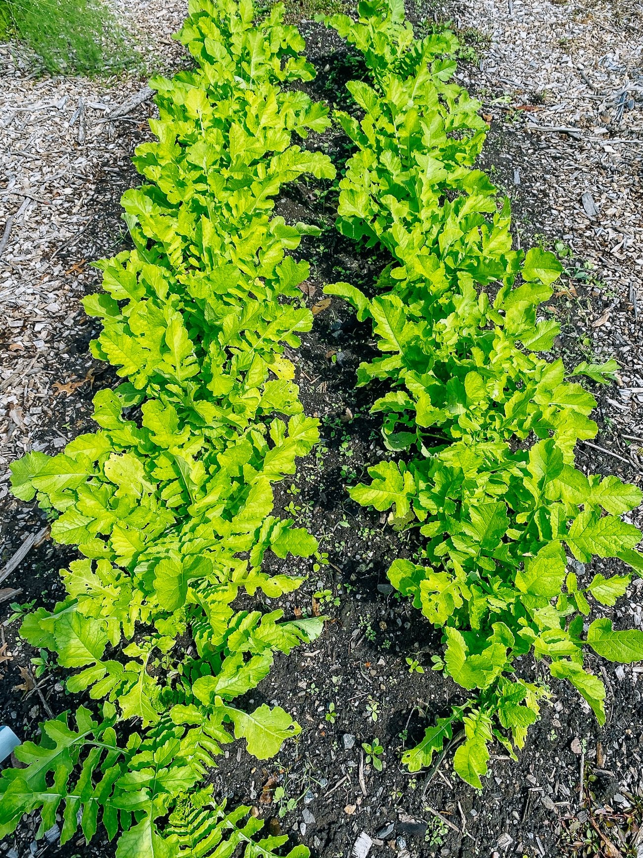 daikon radishes growing