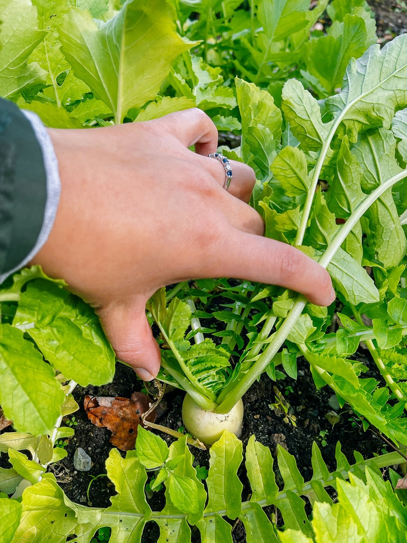 small daikon radish popping out of the ground
