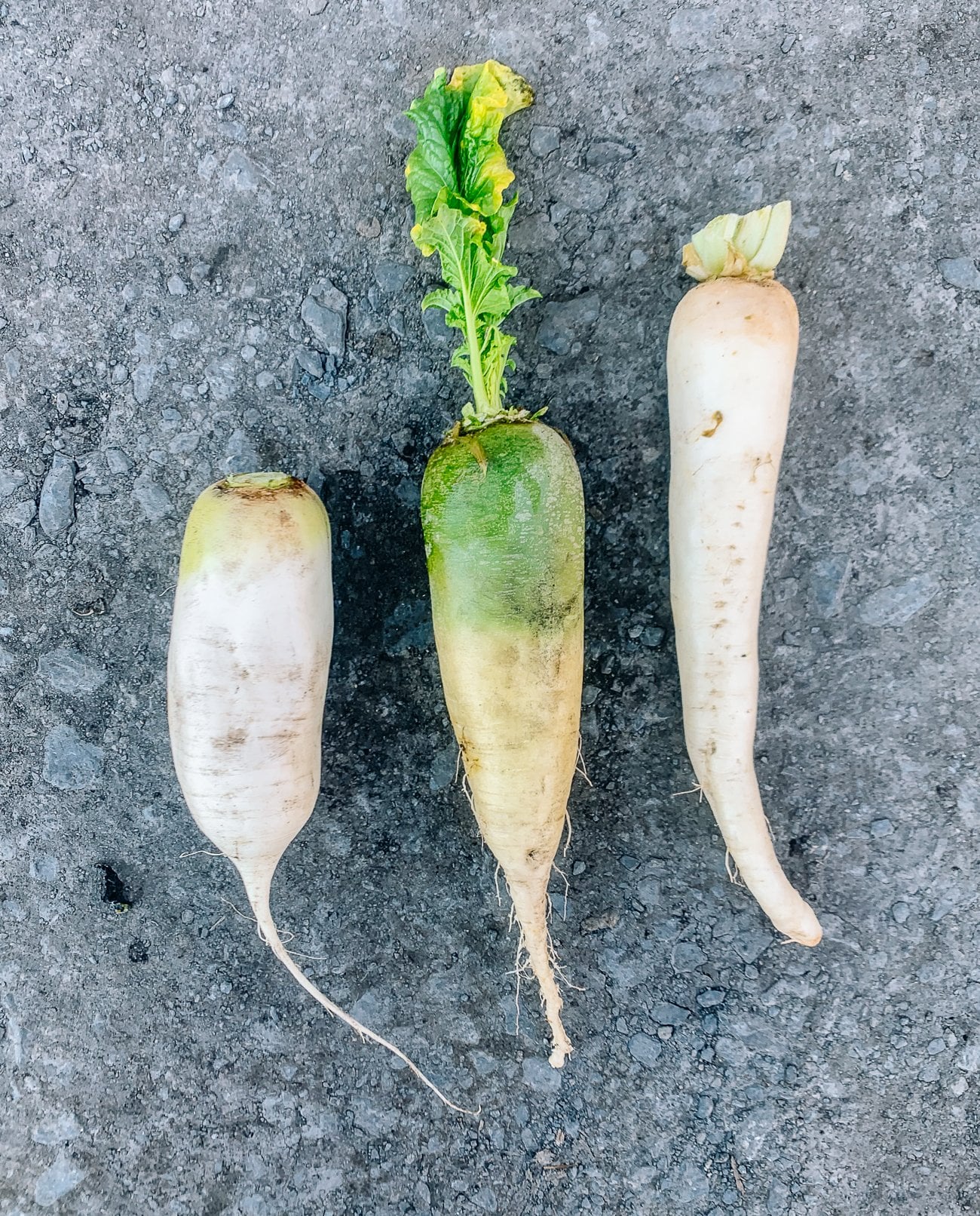 Several varieties of daikon radishes