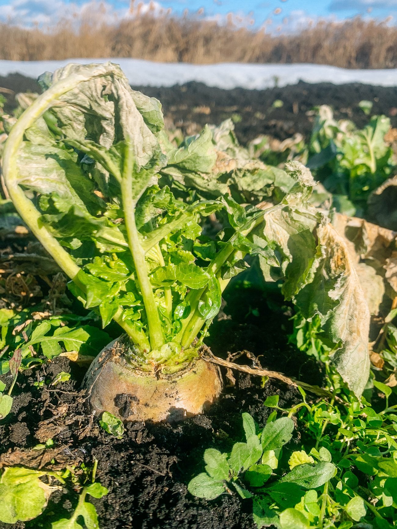 Radish with some dieback in the leaves but still green