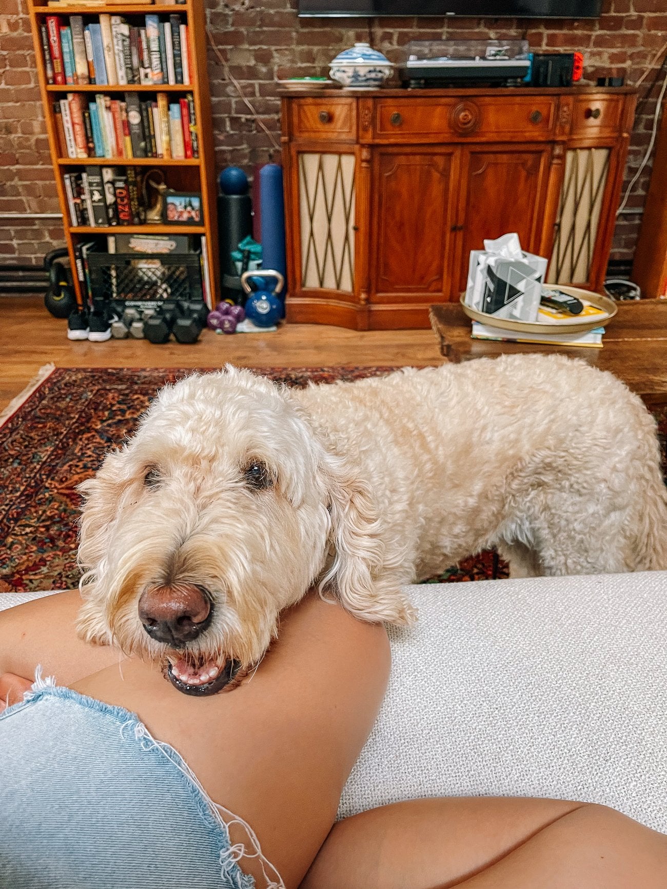 Barley the goldendoodle