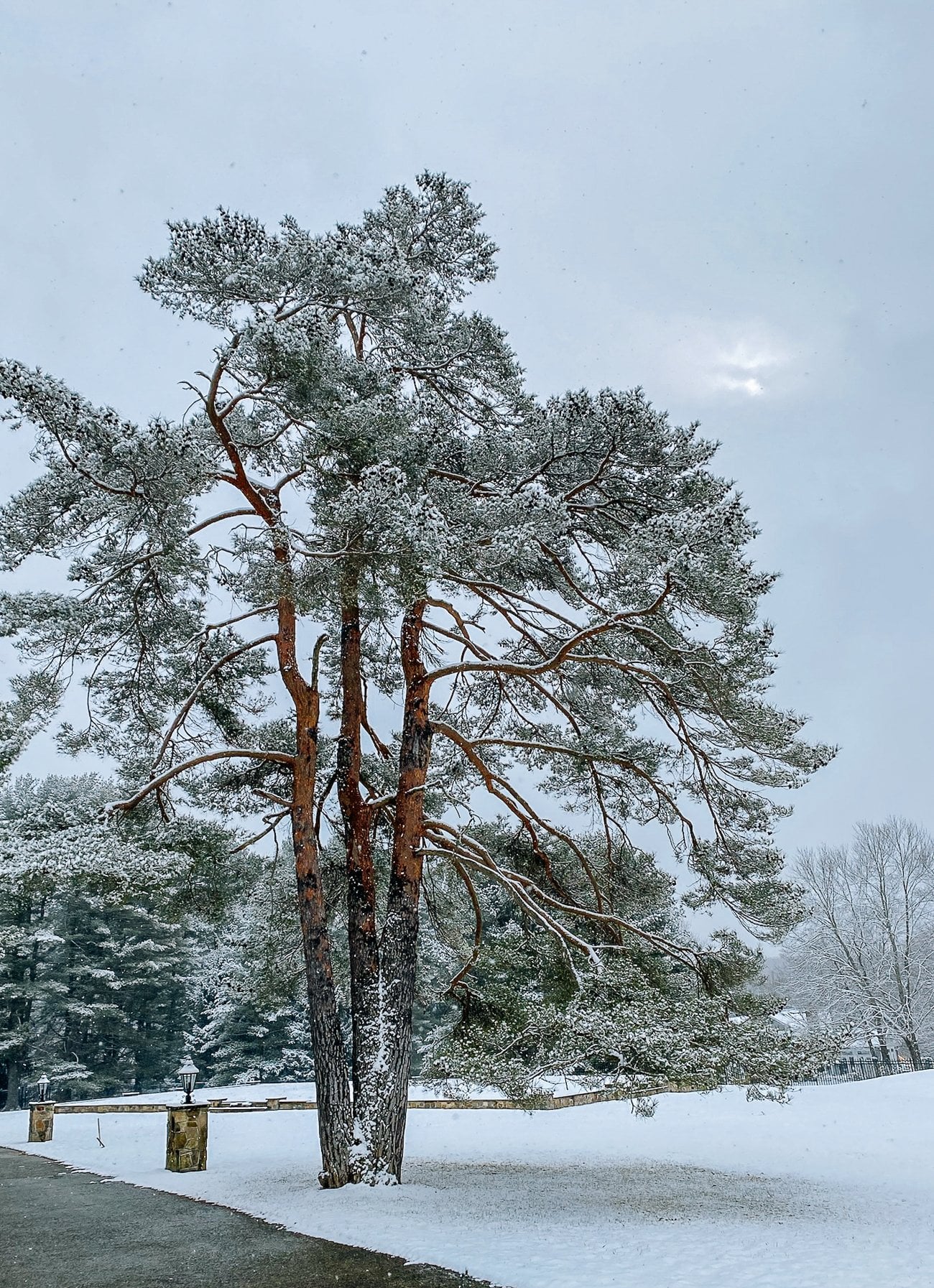 Dongzhi Festival Traditions & foods (The Winter Solstice)