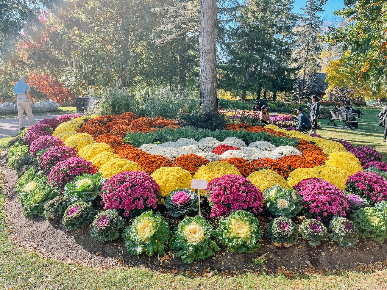 Toronto Botanical Garden mums