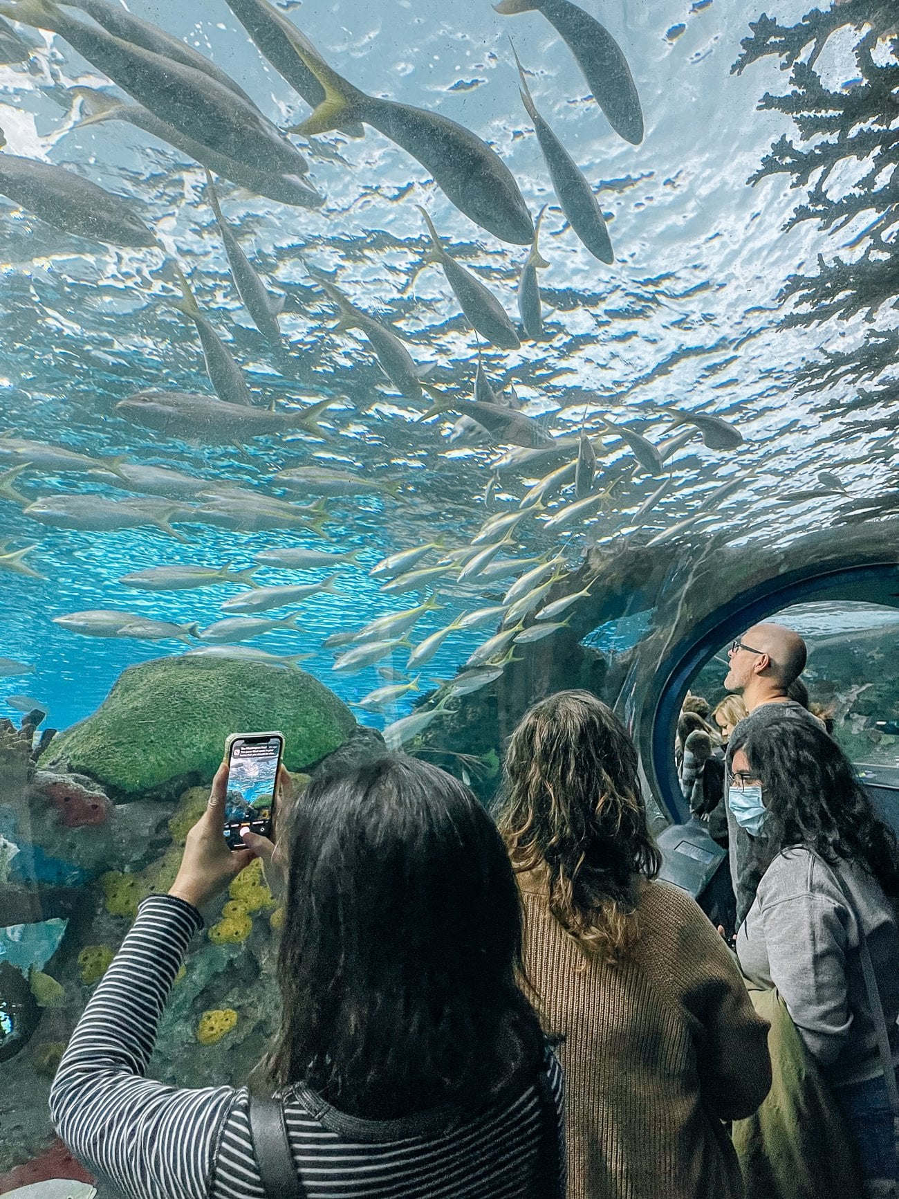 Ripley's Aquarium of Canada Tunnel