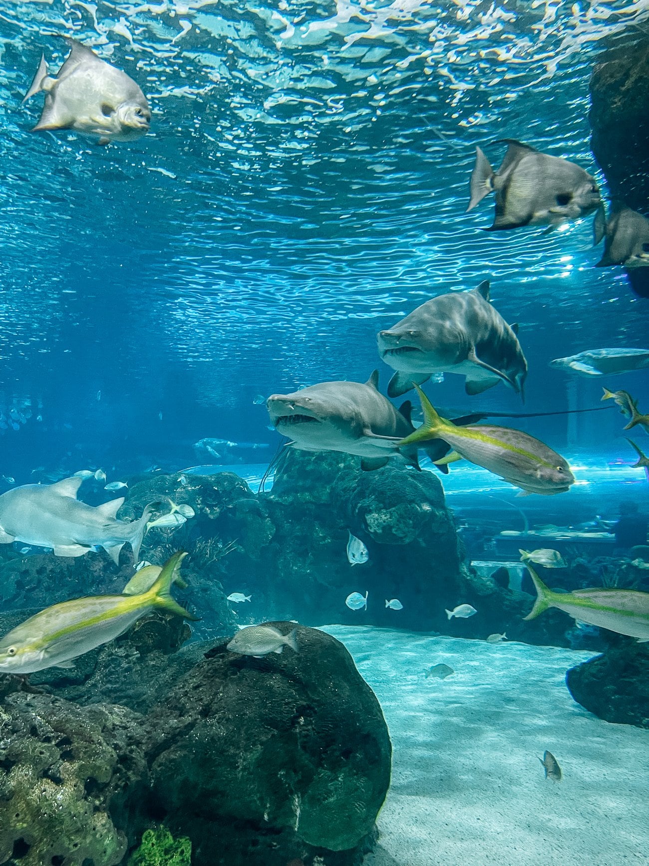 Sharks at Ripley's Aquarium of Canada in Toronto