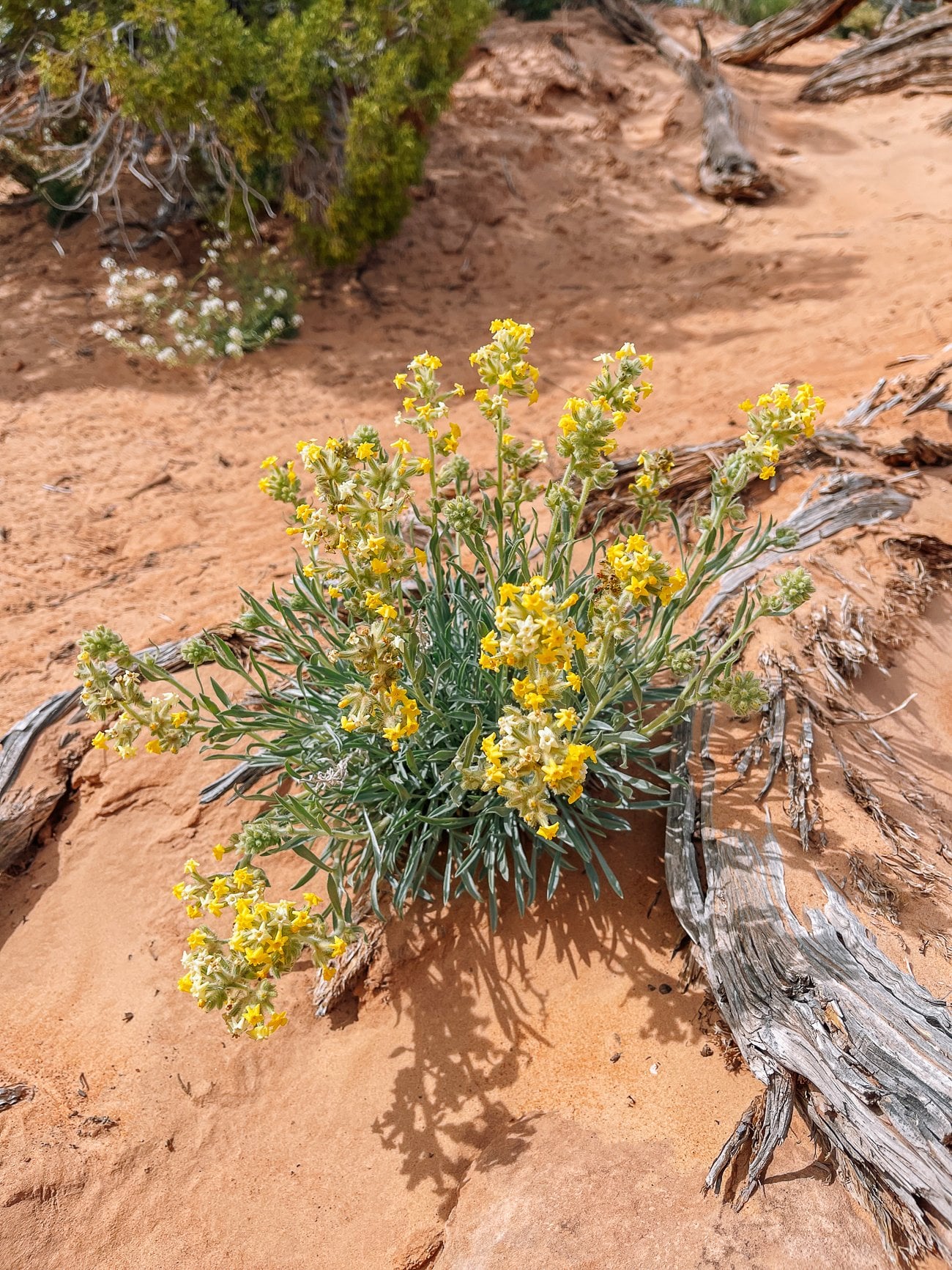 desert wildflower